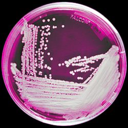 Superbug Yeast Candida Auris